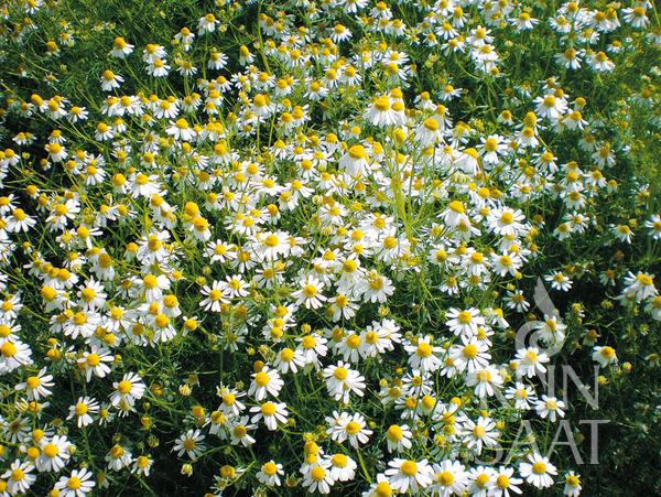 Flower German Chamomile