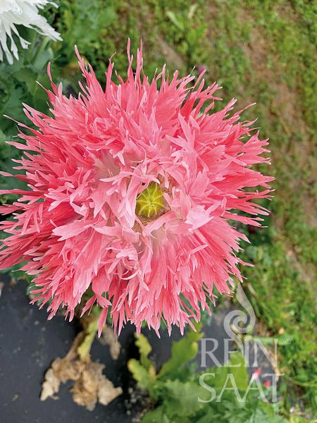 Flower Poppy, fringed