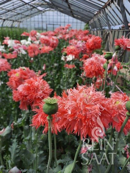 Flower Poppy, fringed