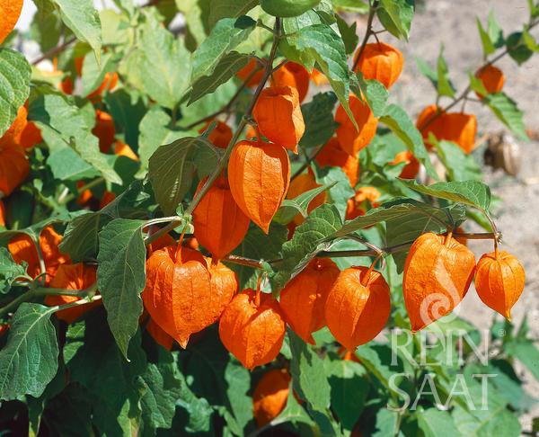Flower Chinese lantern