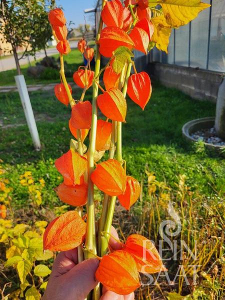 Flower Chinese lantern
