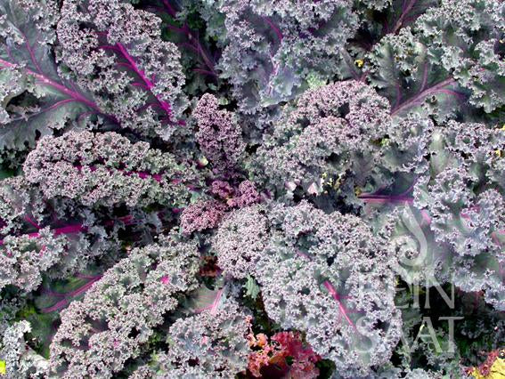 Kale Nero di Toscana