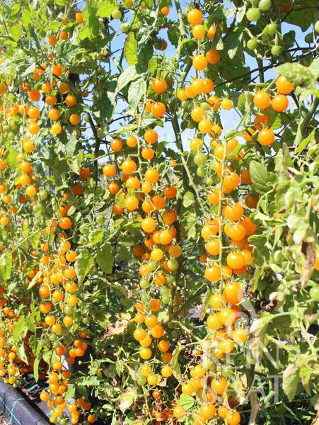 Tomato Gelbe Johannisbeere
