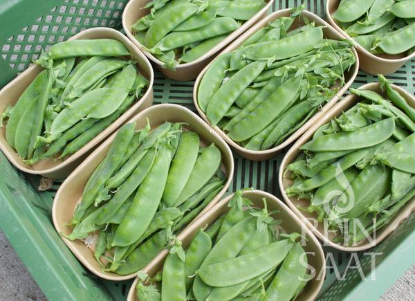 Sugar Peas Sweet Horizon