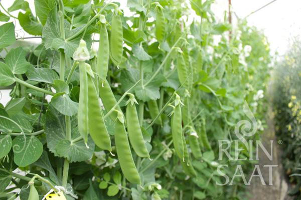 Sugar Peas Sweet Horizon