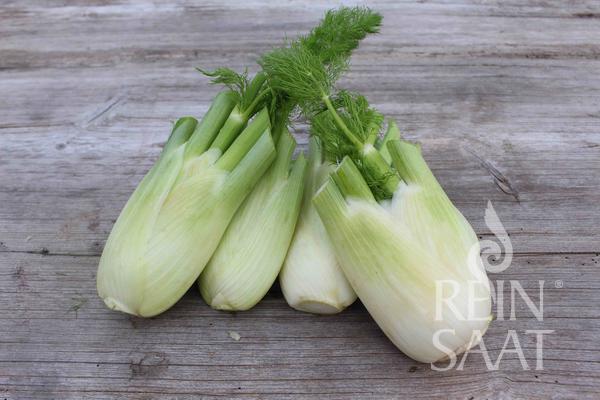 Fennel Fino