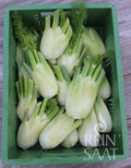 Fennel Fino