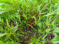 Lettuce Purple Mizuna
