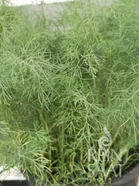 Herb Tetra dill