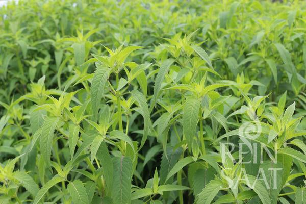 Herb Mint-leaved bergamot