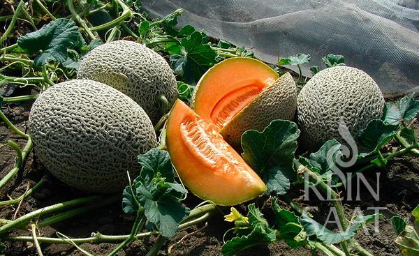 Melon Hale's Best Jumbo