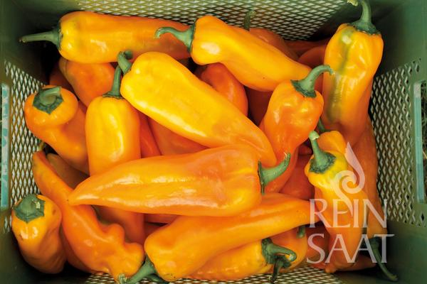 Capsicum Corno giallo
