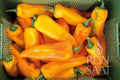 Capsicum Corno giallo