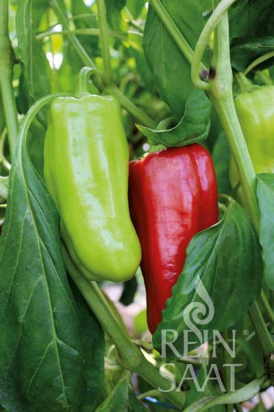 Capsicum Goccia D'Oro