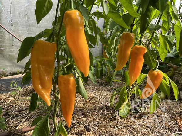 Capsicum Corno giallo