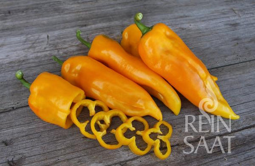 Capsicum Corno giallo