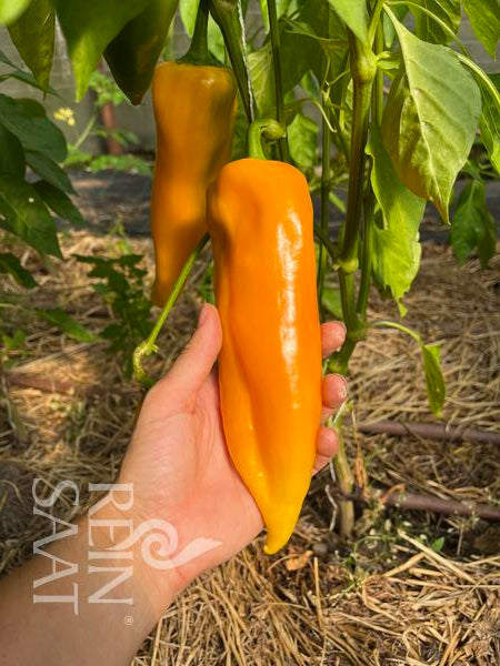 Capsicum Corno giallo