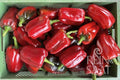 Capsicum Barkan