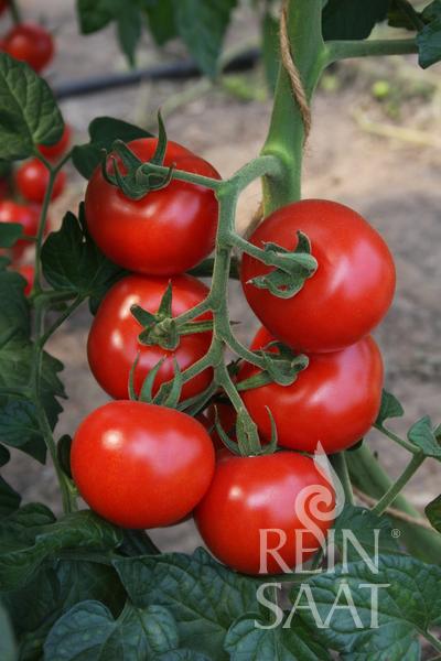 Tomato Bolstar Granda