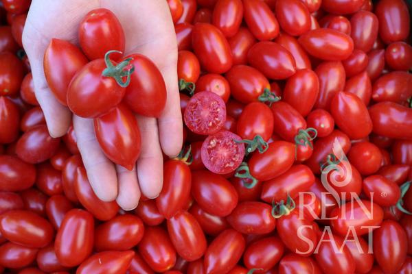 Tomato Donatellina