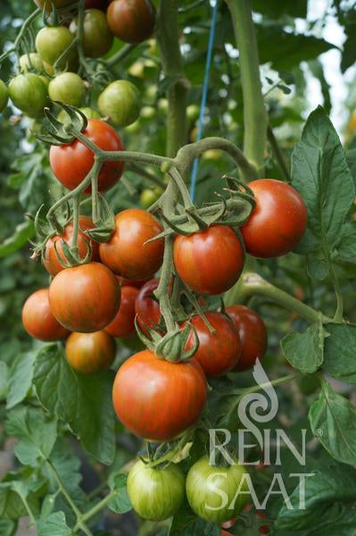 Tomato Bagni