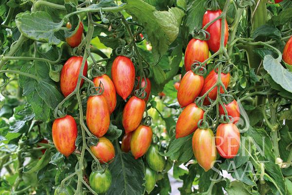 Tomato Artisan Pink Tiger