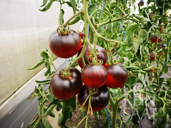 Tomato Indigo Apple