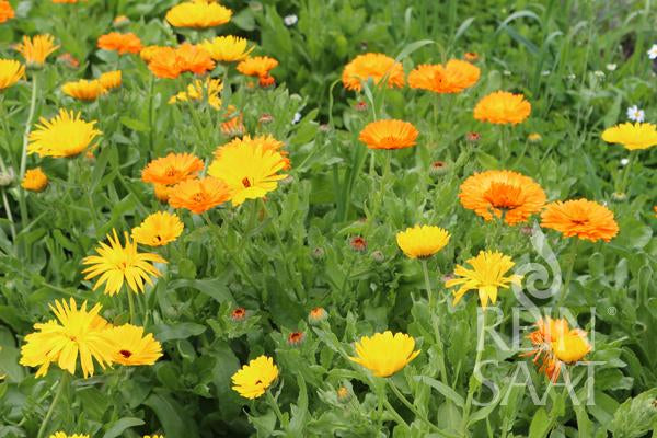 Flower Marigold yellow/orange