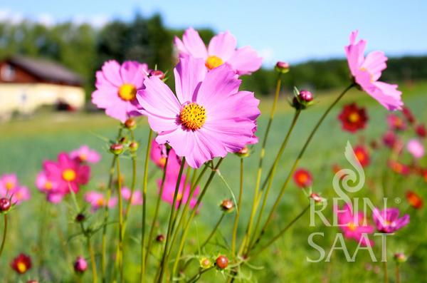 Flower Garden cosmos mix