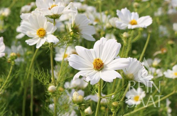 Flower Garden cosmos white