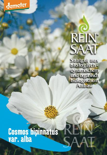 Flower Garden cosmos white