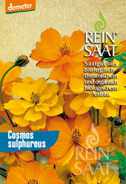 Flower Sulfur cosmos