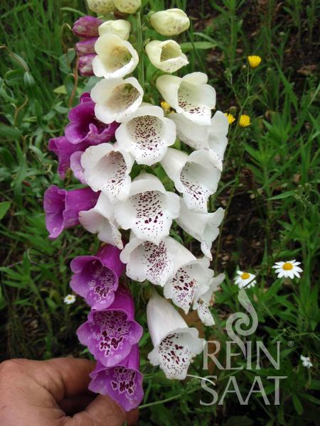 Common Red Foxglove