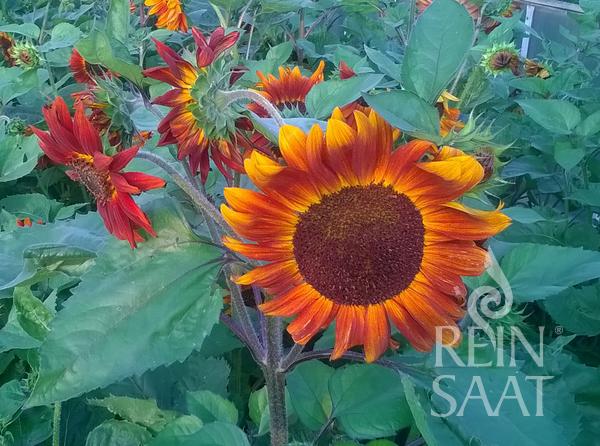 Flower Sunflower Velvet Queen