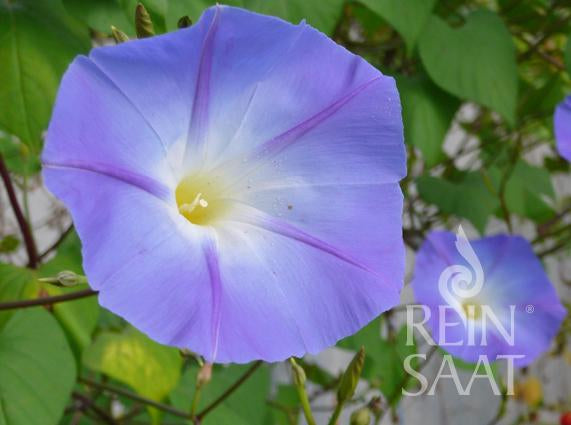 Flower Prachtwinde, Star of Yelta