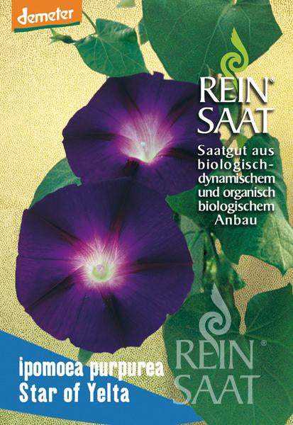 Flower Prachtwinde, Star of Yelta