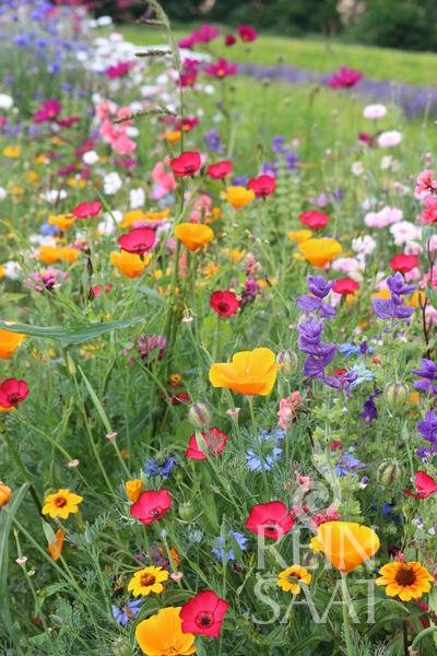 Flower Annual summer mix