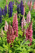 Flower Large-leaved Lupine