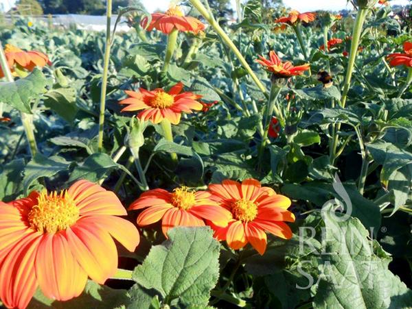 Flower Mexican Sunflower