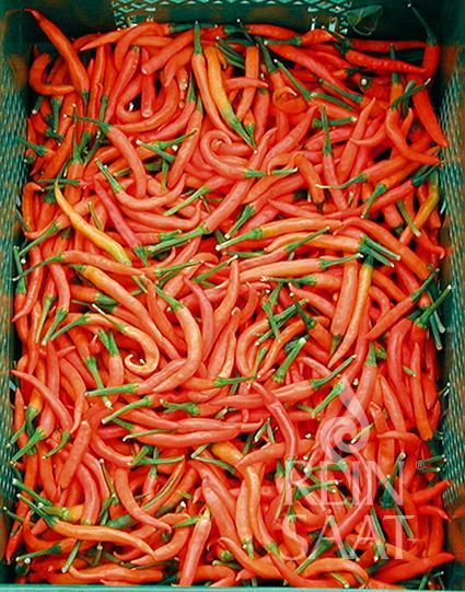 Chili Lanterna de foc