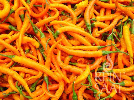 Chili Turuncu Spiral