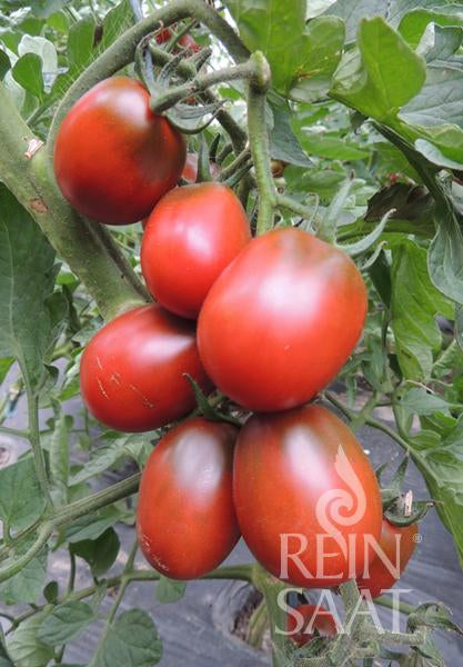 Tomato Black Plum