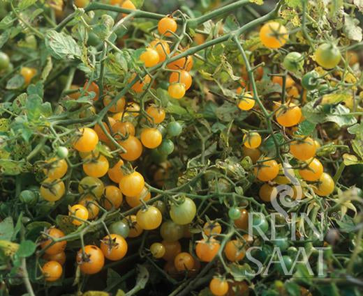 Tomato Gelbe Johannisbeere