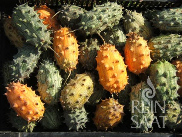 Melon Cucumis metuliferus