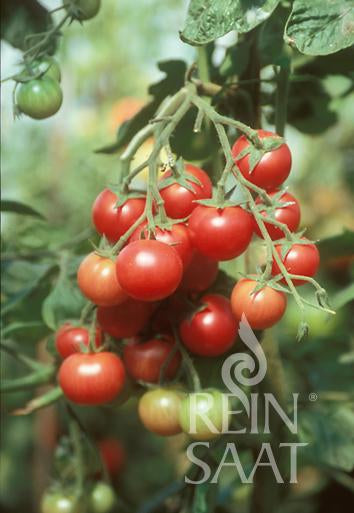 Tomato Brandywine Sherry