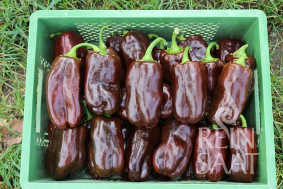 Capsicum Sweet Chocolate