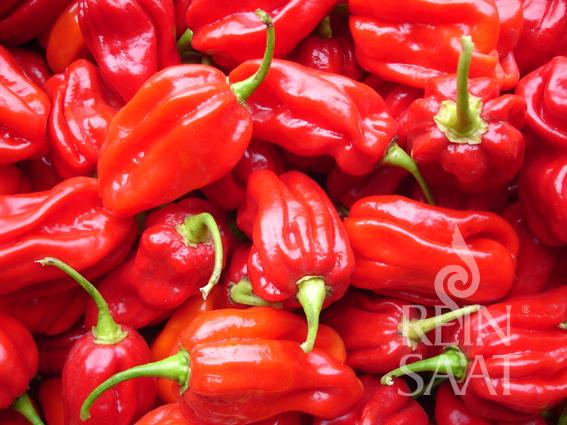 Chili Habanero Tropical Red