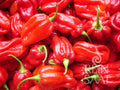 Chili Habanero Tropical Red