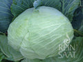 Cabbage Brunswijker (Braunschweiger)