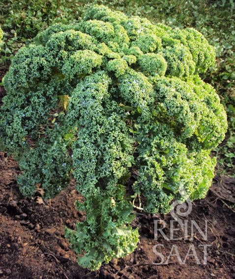 Kale Halbhoher, grüner Krauser